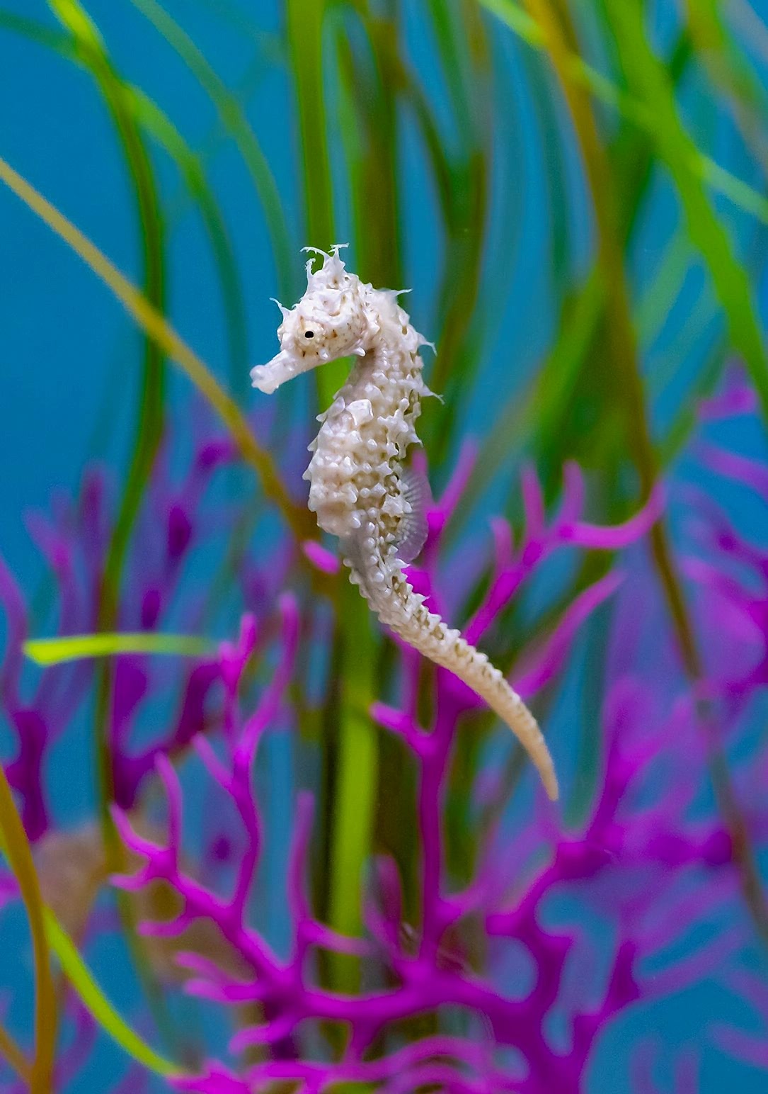 Ripley's Aquarium of Canada _ Seahorse Feed - Seat of your pants
